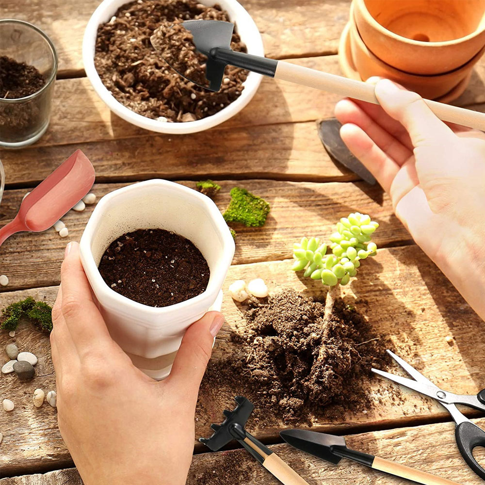 Sukkulenten Werkzeuge Mini Gar – Succulent Set Bewertung und Preis