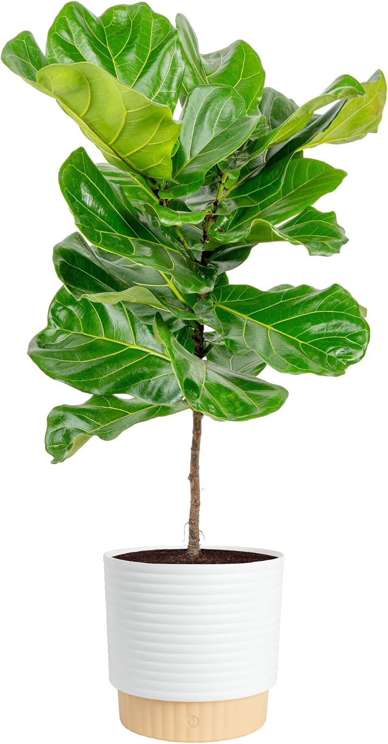 Fiddle-Leaf-Fig-Baum, lebende  – Fiddle Leaf Fig Bewertung und Preis
